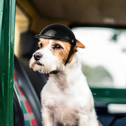 Motorhelm en Beschermbril voor Honden | Trendy en Veilig