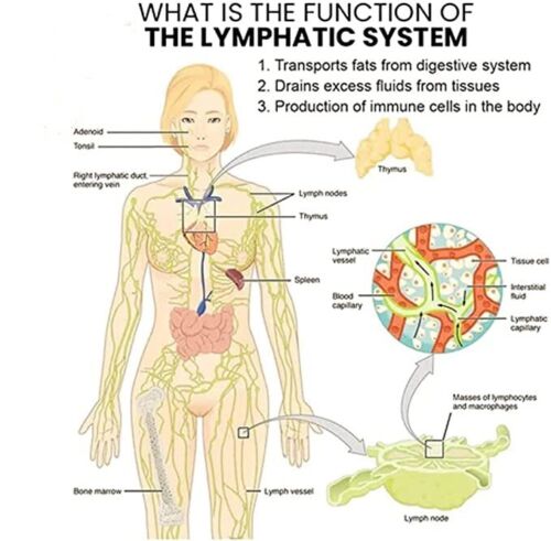 Elegance Lymphvity MagneTherapy Witte Onyx Oorbellen