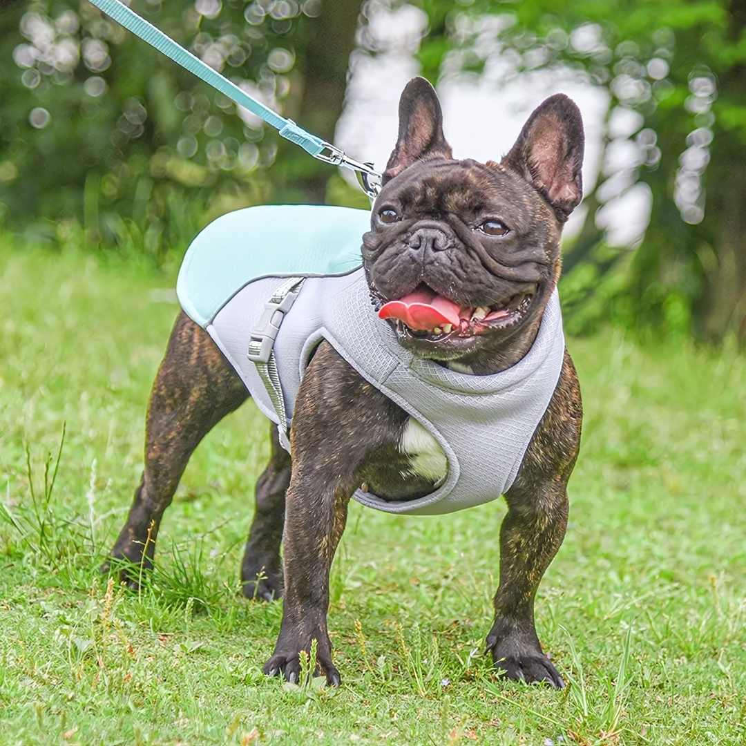 Summer Ice Cooling Vest for Dogs - Dog Cooling Vest for Prevention of Heat Stroke 