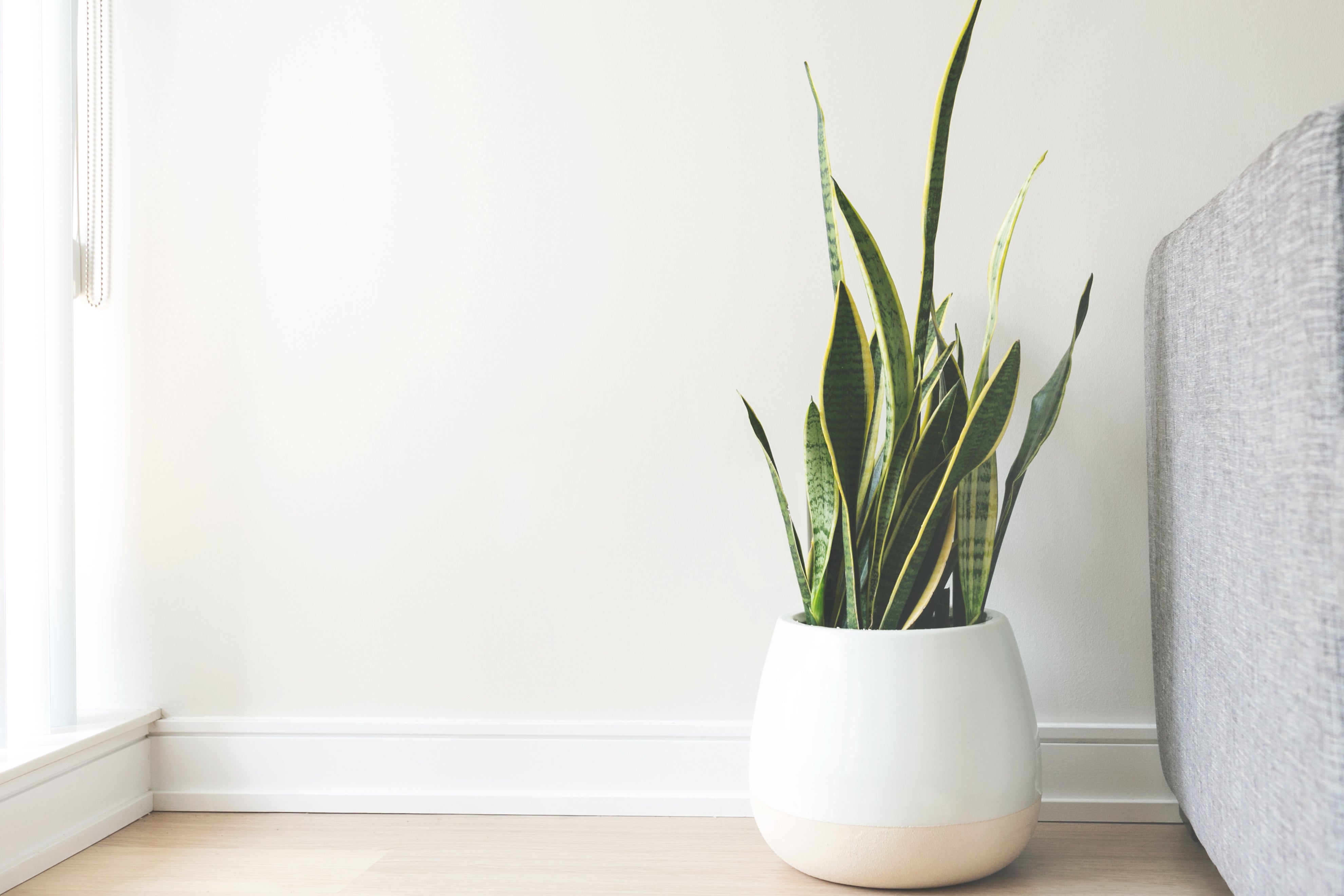 house-plant-in-white-pot.jpg